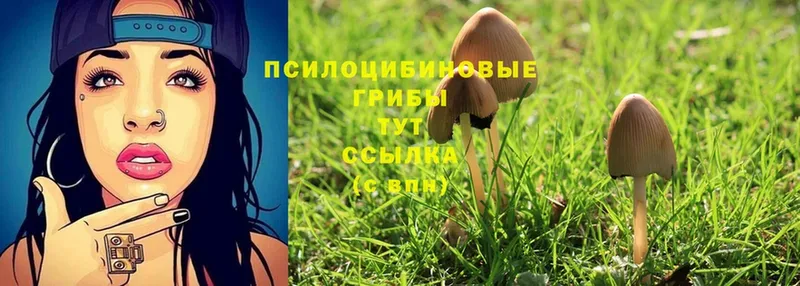 Галлюциногенные грибы Psilocybine cubensis  shop Telegram  Агрыз 